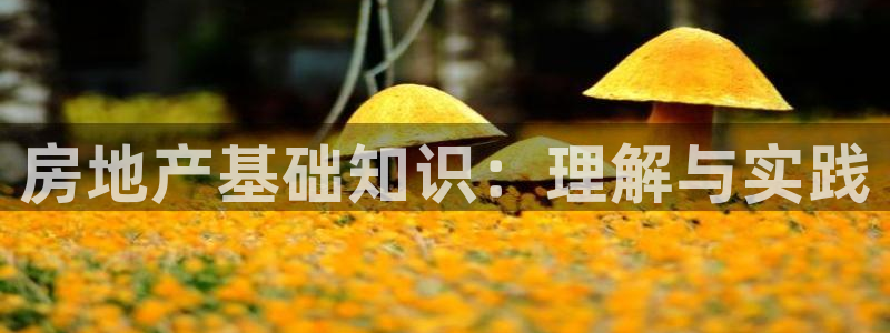 新宝测速5：房地产基础知识：理解与实践