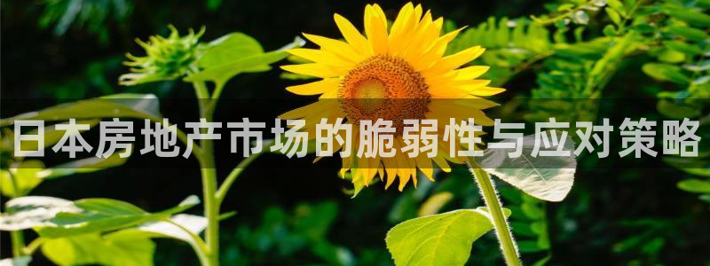 新宝cR一5：日本房地产市场的脆弱性与应对策略