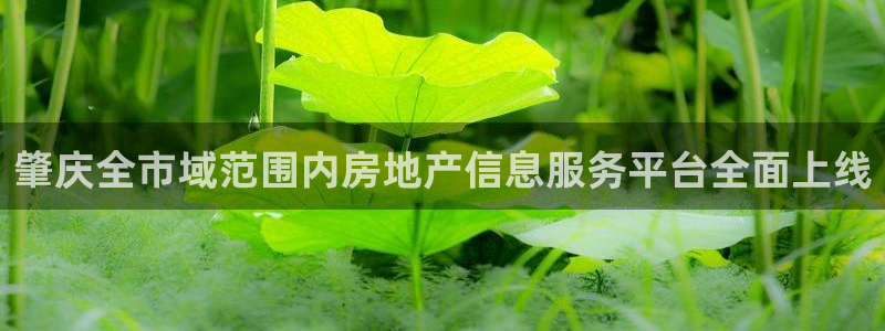 新宝5直属：肇庆全市域范围内房地产信息服务平台全面上线